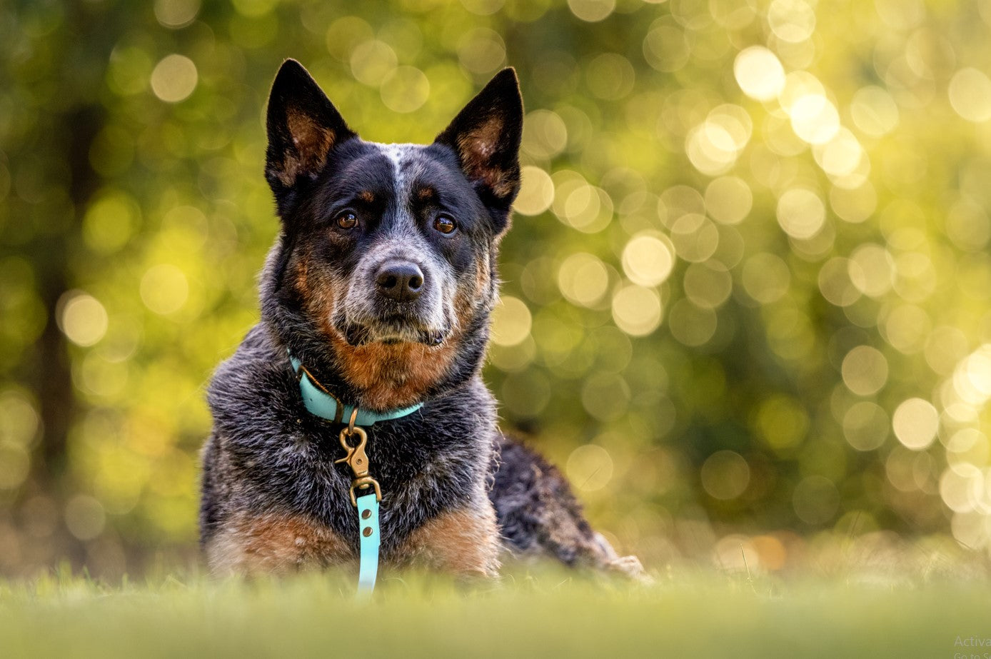 BioThane® (25mm) Classic Collar