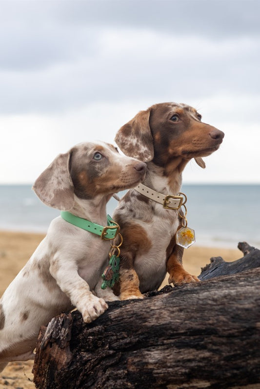 BioThane® (16mm) Classic Collar