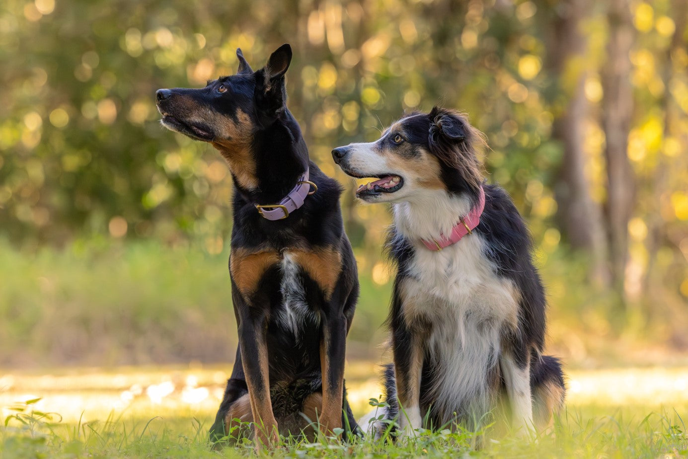 BioThane® (25mm) Classic Collar