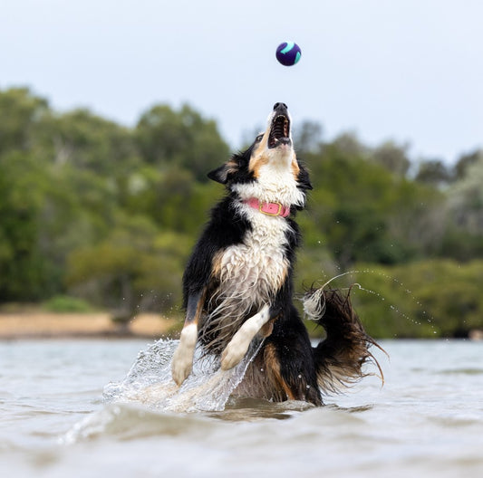 BioThane® (25mm) Classic Collar