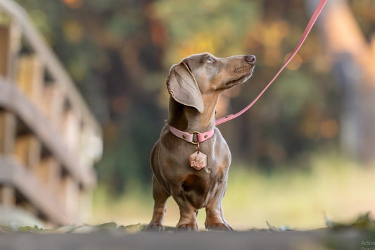 BioThane® (16mm) Collar CUSTOM Two-Toned Style