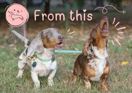 The Calm Dog Project