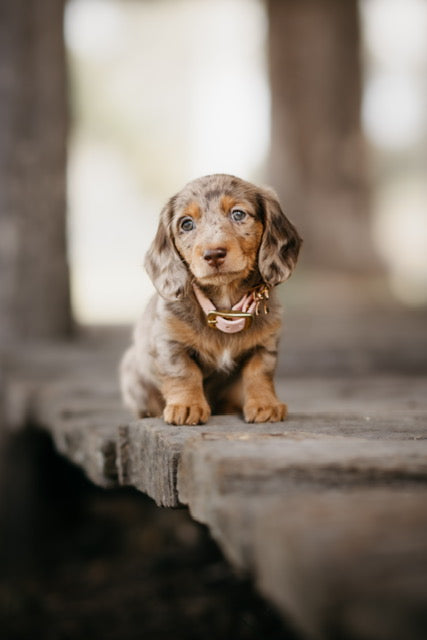 BioThane® (16mm) Classic Collar