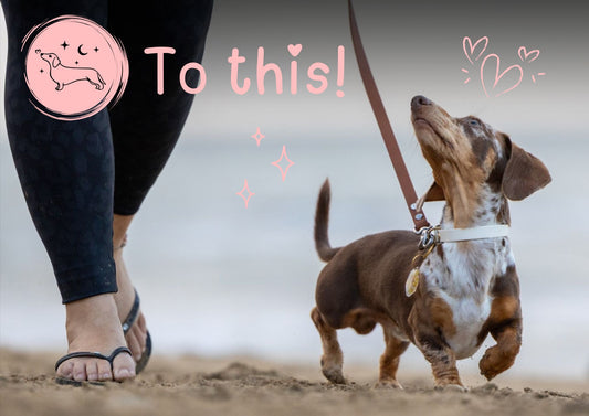 The Calm Dog Project