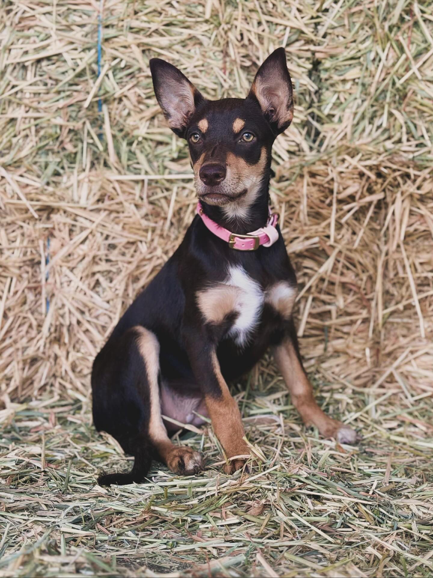 BioThane® (16mm) Collar CUSTOM Two-Toned Style