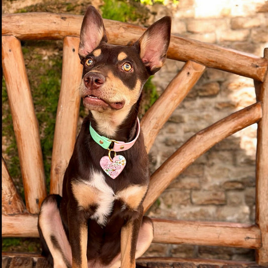 BioThane® (19mm) Collar CUSTOM Two-Toned Style