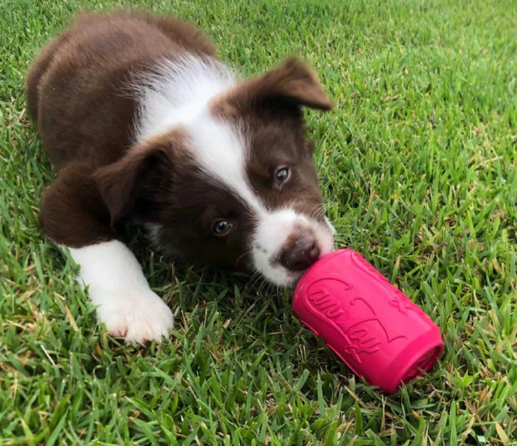 Puppy Soda Can Toy (for puppies!)