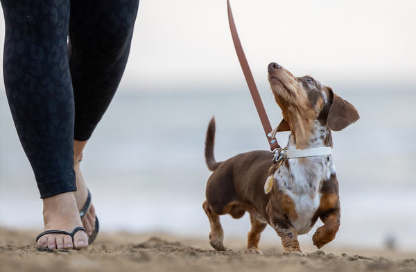 Social Pack Walk