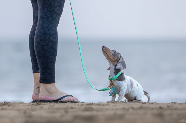 Puppy School at Tiki Paws