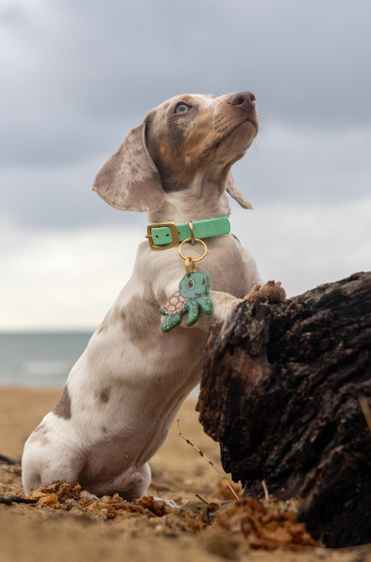 BioThane® (19mm) Classic Collar