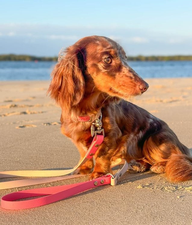 BioThane® (16mm)  CUSTOM Two-Toned Style Lead