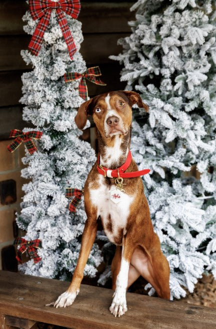 BioThane® (25mm) Classic Collar