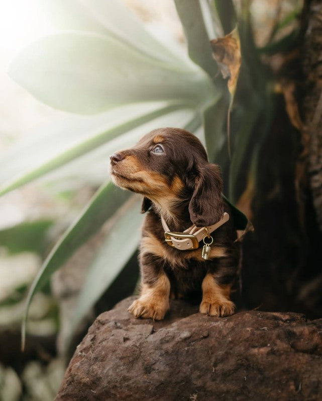 BioThane® (16mm) Classic Collar
