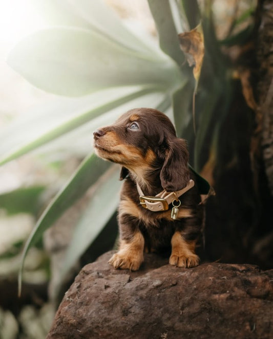 BioThane® (16mm) Classic Collar