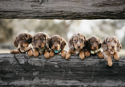 BioThane® (16mm) Classic Collar for Puppies