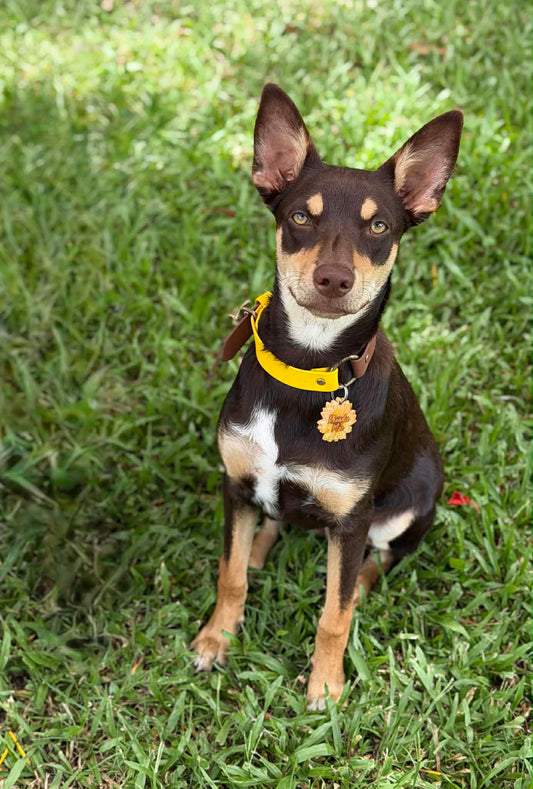 BioThane® (25mm) Collar CUSTOM Two-Toned Style