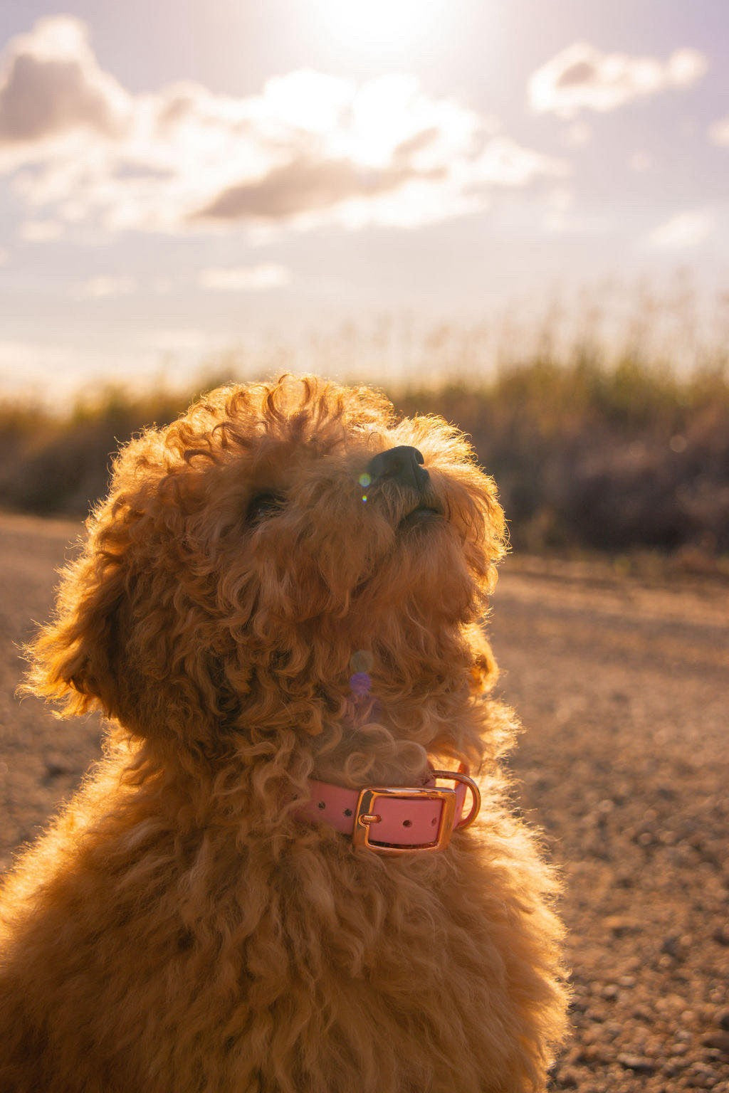 Biothane Waterproof Rose Gold Collar 16mm